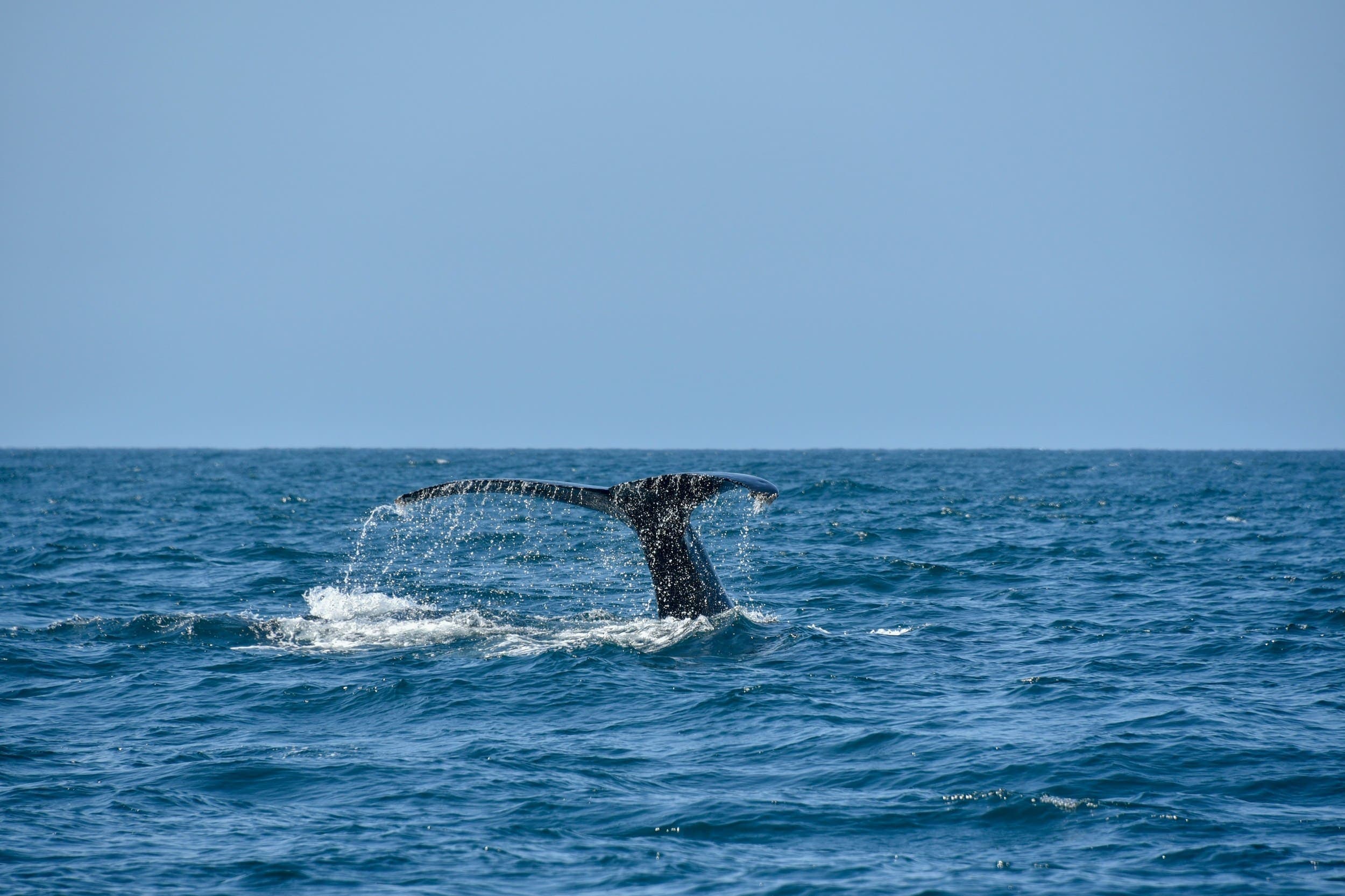 A wale tail emerging from the water during a wale tour