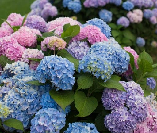 Hydrangea flowers
